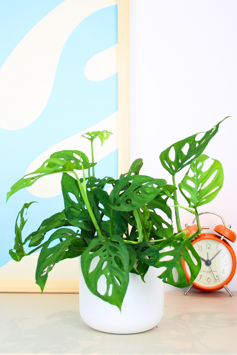 Monkey Mask Plant