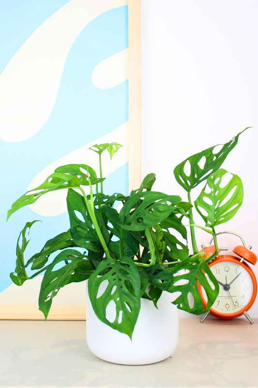 Monkey Mask Plant