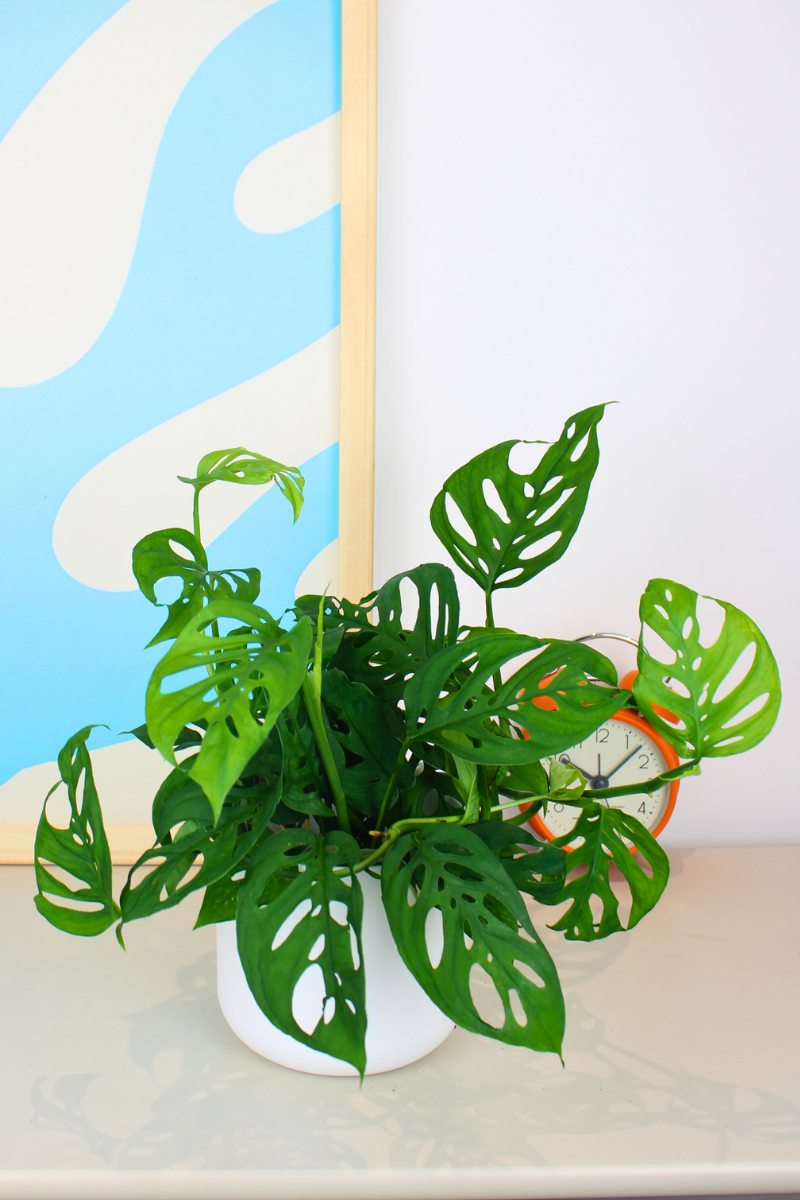 Monkey Mask Plant