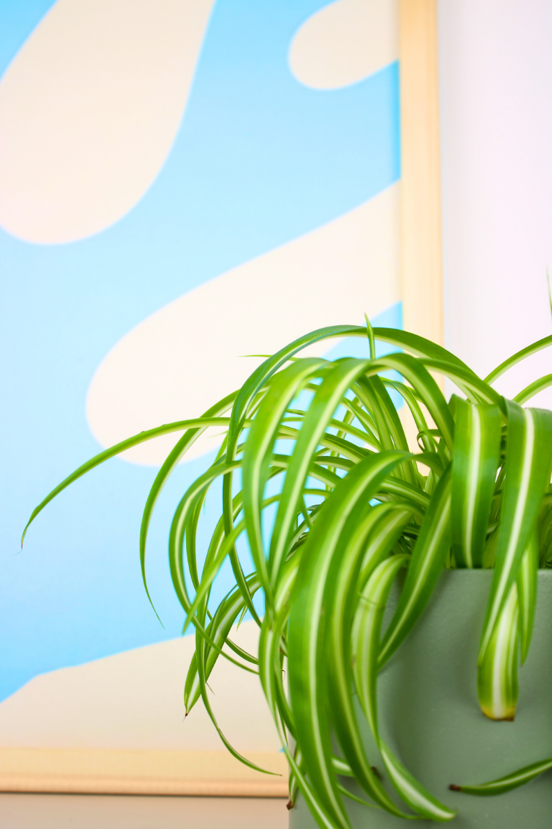 Spider Plant