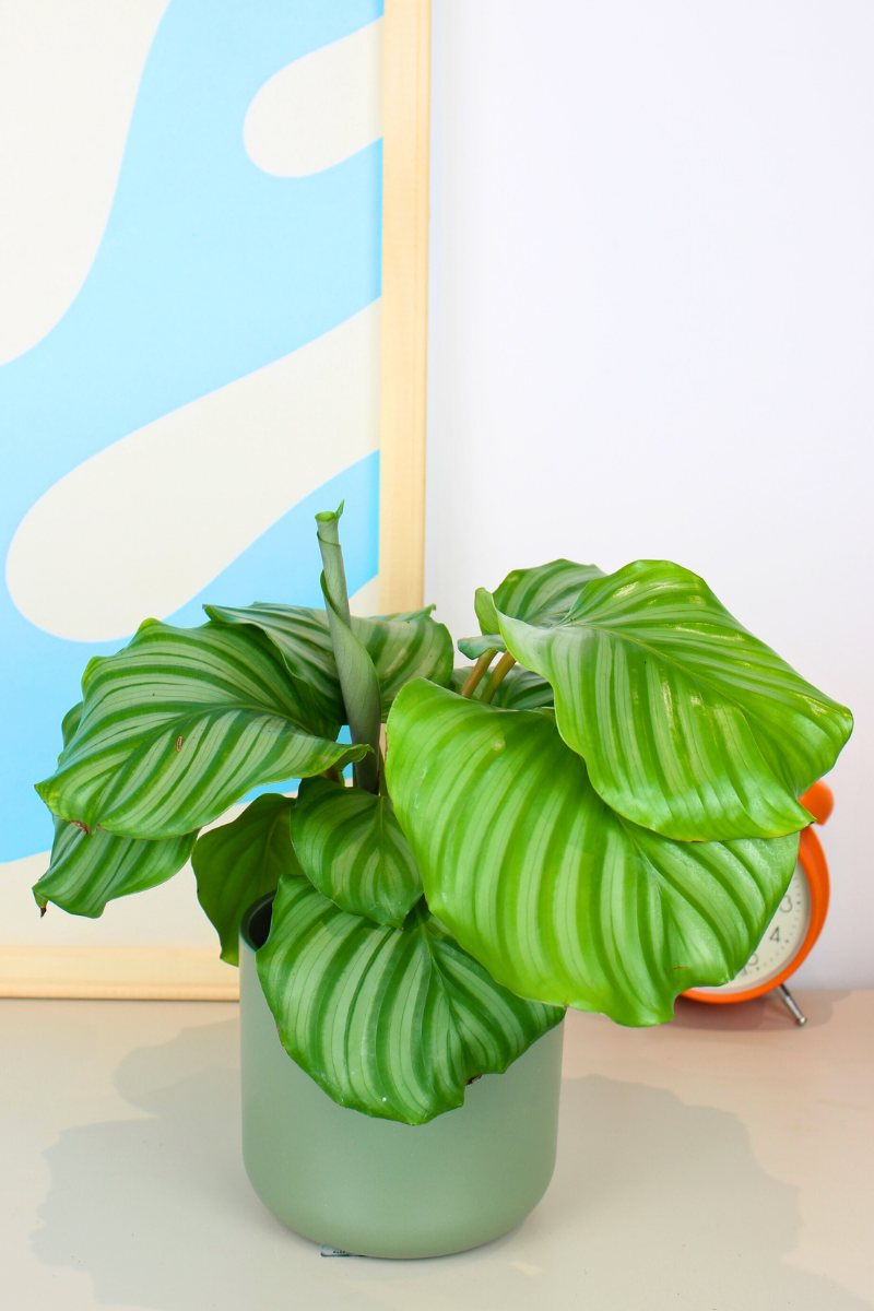 Orbifolia Prayer Plant