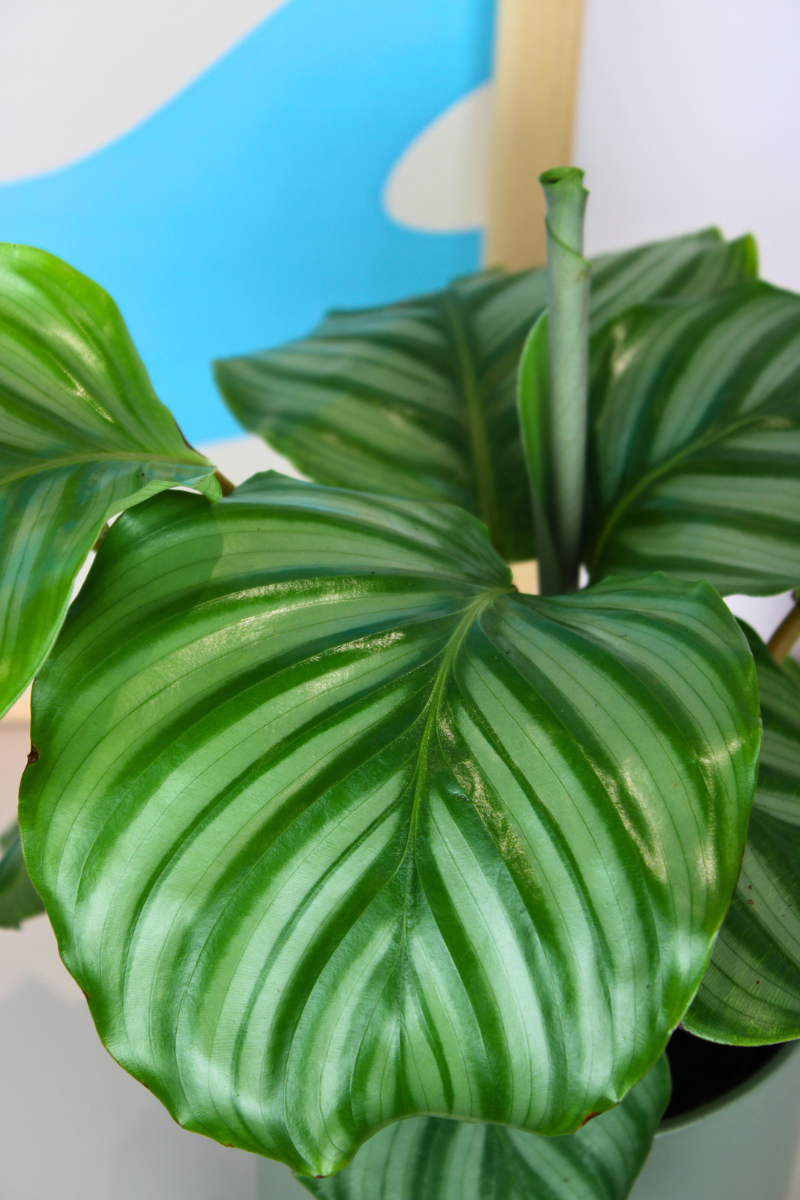 Orbifolia Prayer Plant
