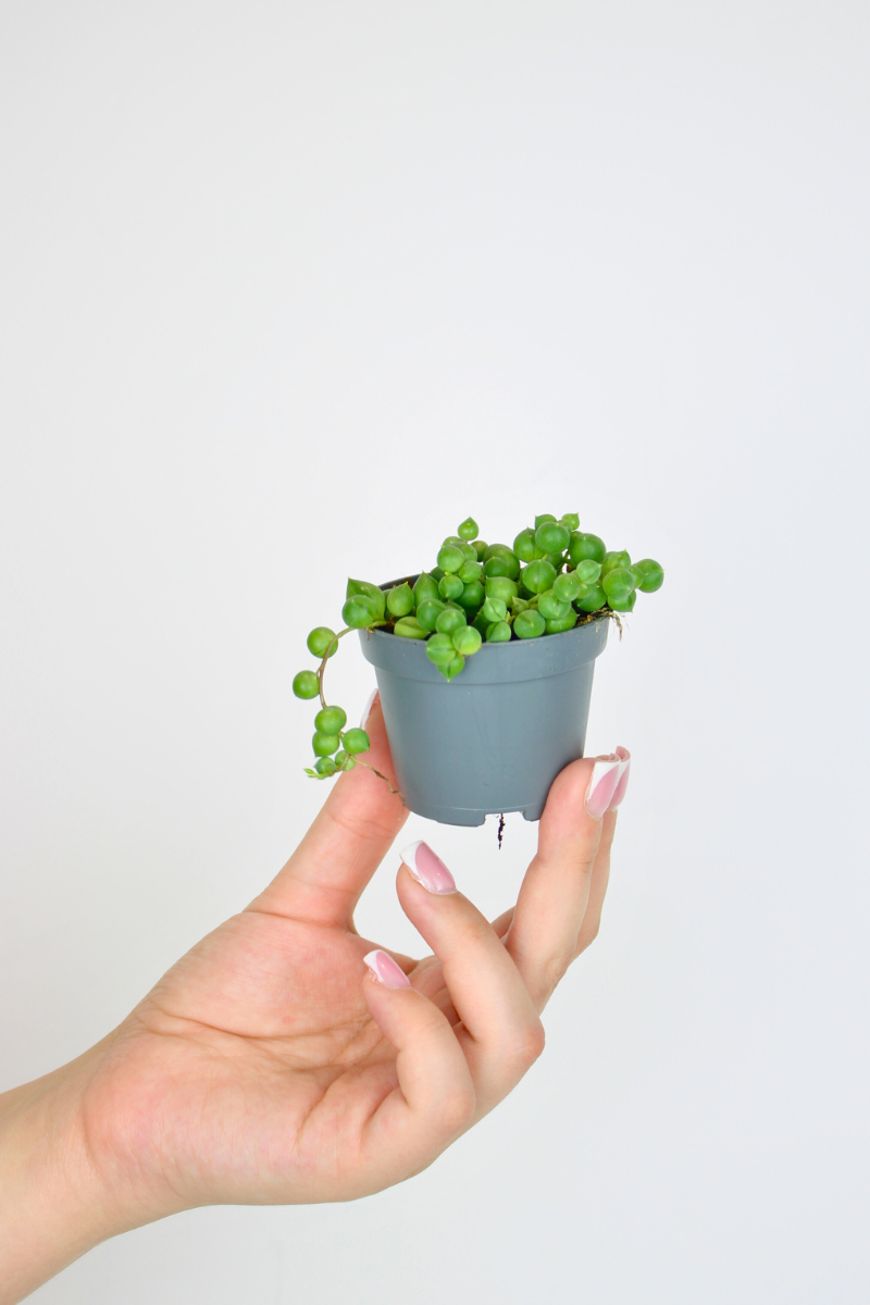 Lil String of Pearls