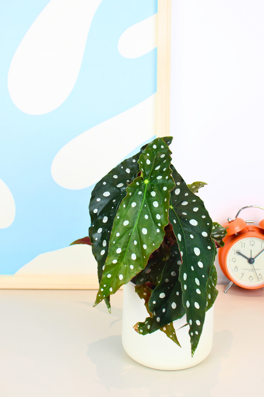 Polka Dot Begonia