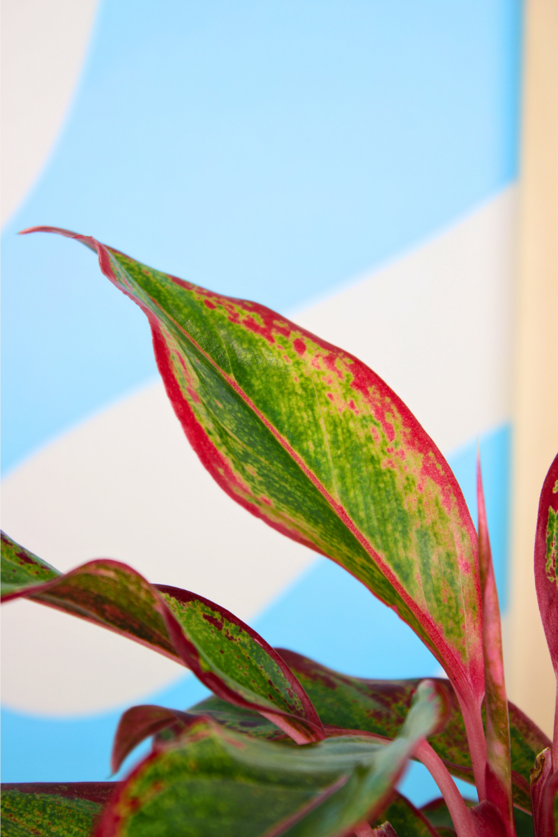 Chinese Evergreen