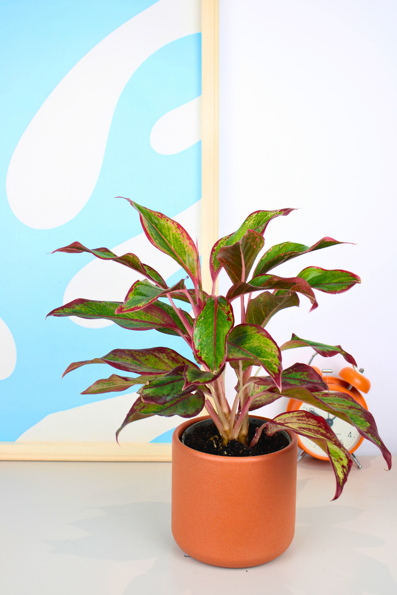 Chinese Evergreen