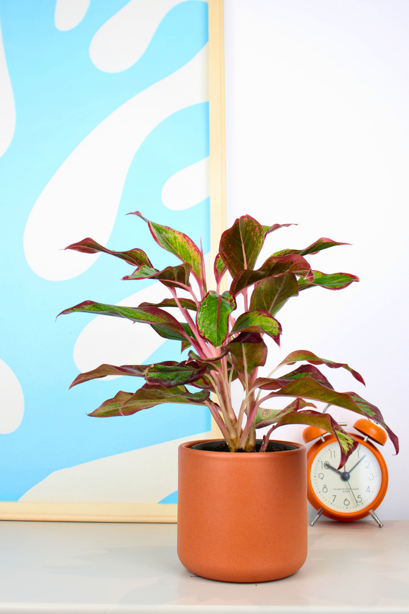 Chinese Evergreen