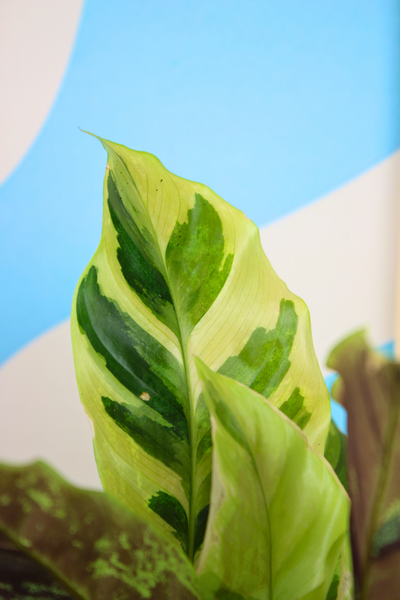 Calathea Yellow Miracle