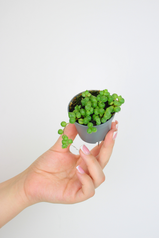 Lil String of Pearls