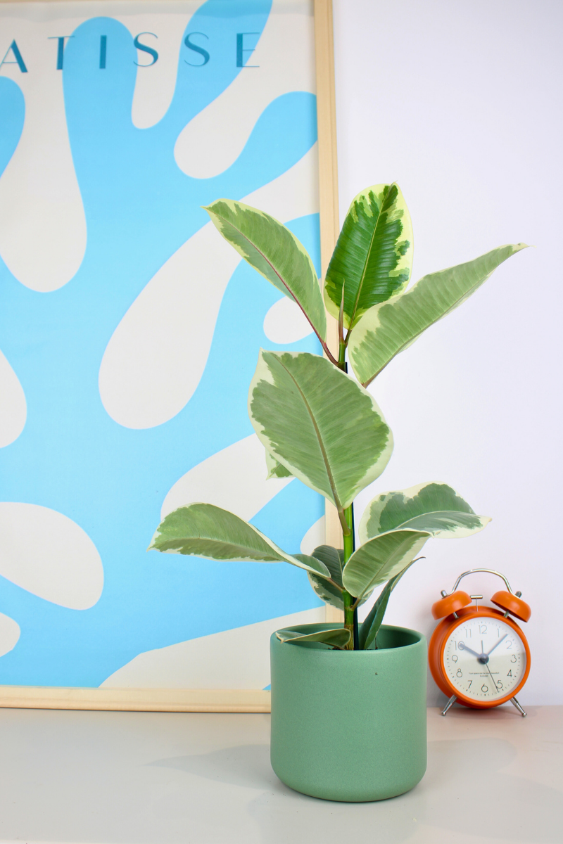 Tineke Rubber Plant