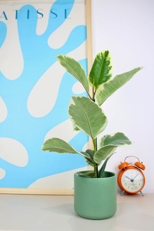 Tineke Rubber Plant