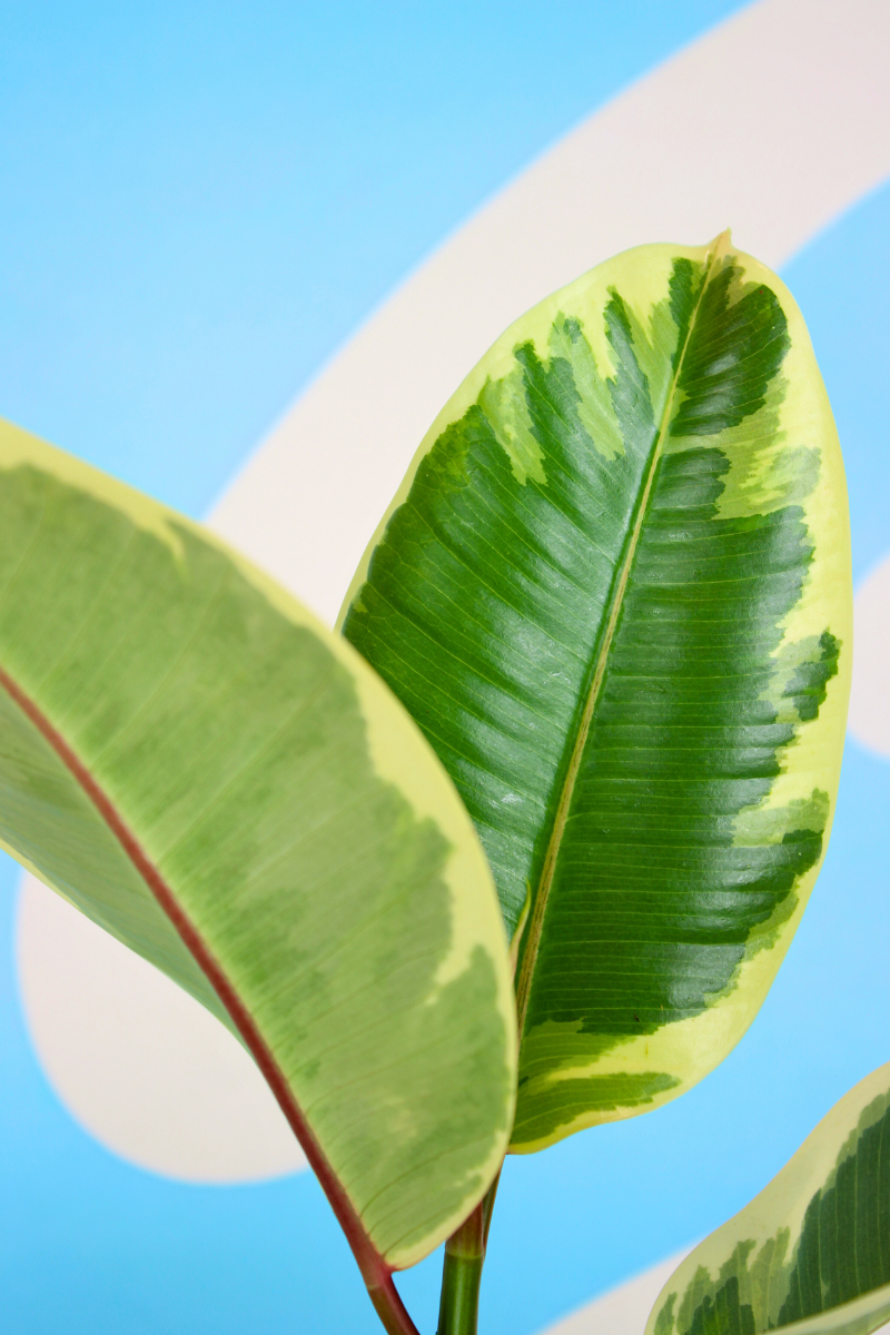 Tineke Rubber Plant