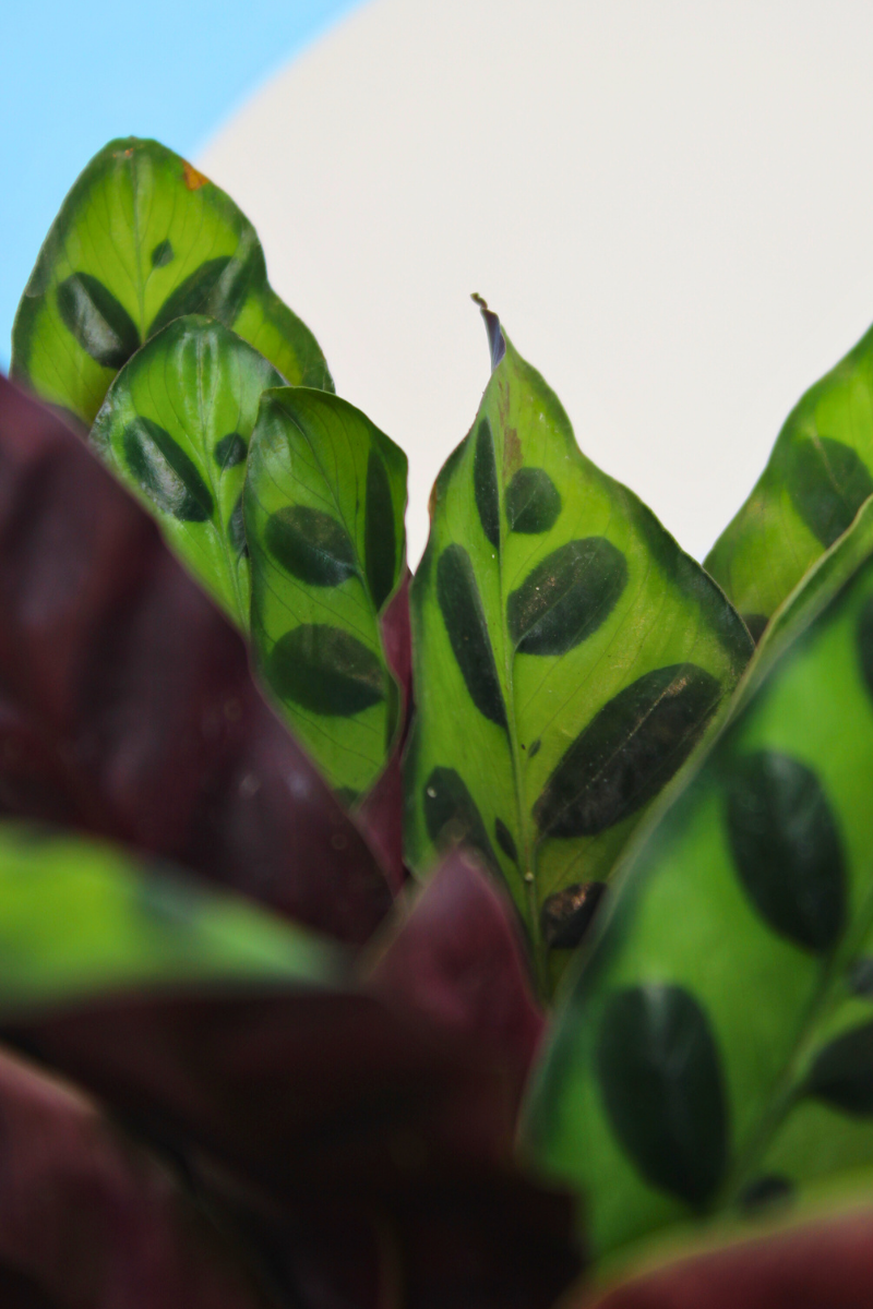 Rattlesnake Plant