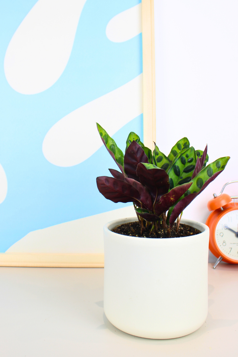 Rattlesnake Plant