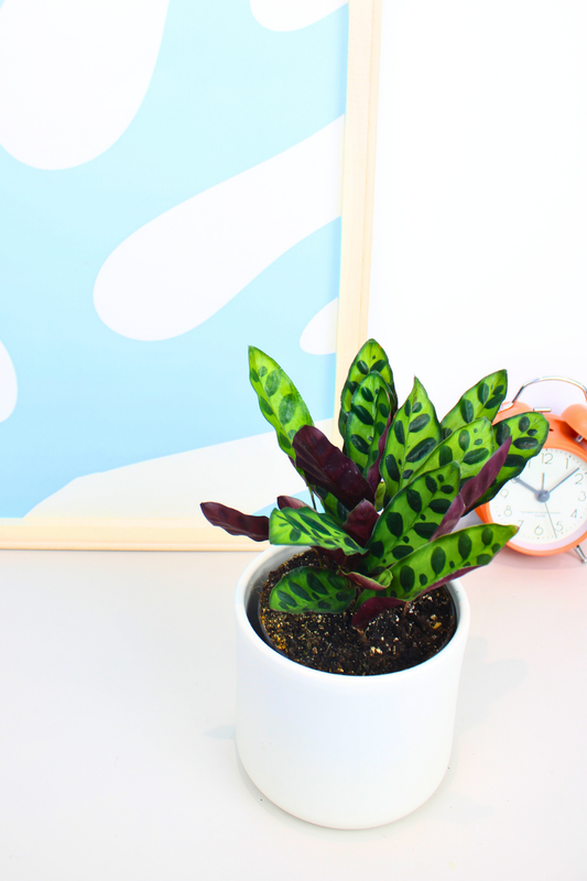 Rattlesnake Plant