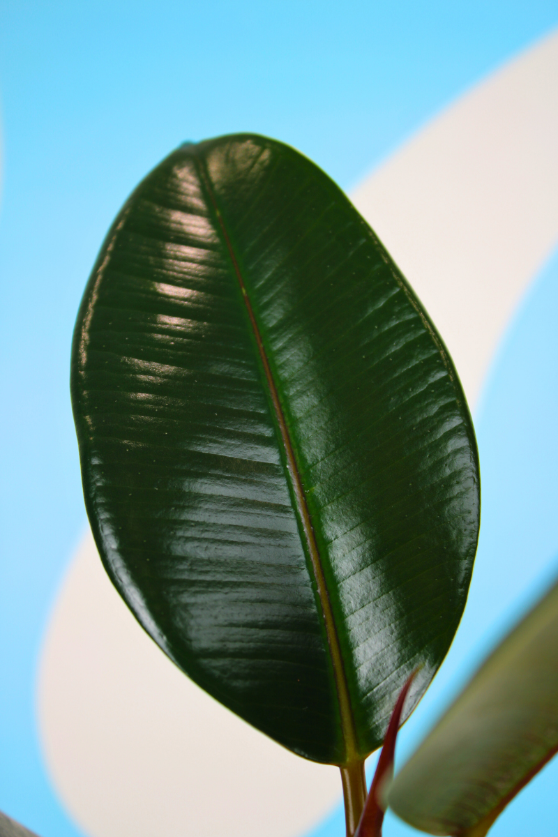 Abidjan Rubber Plant
