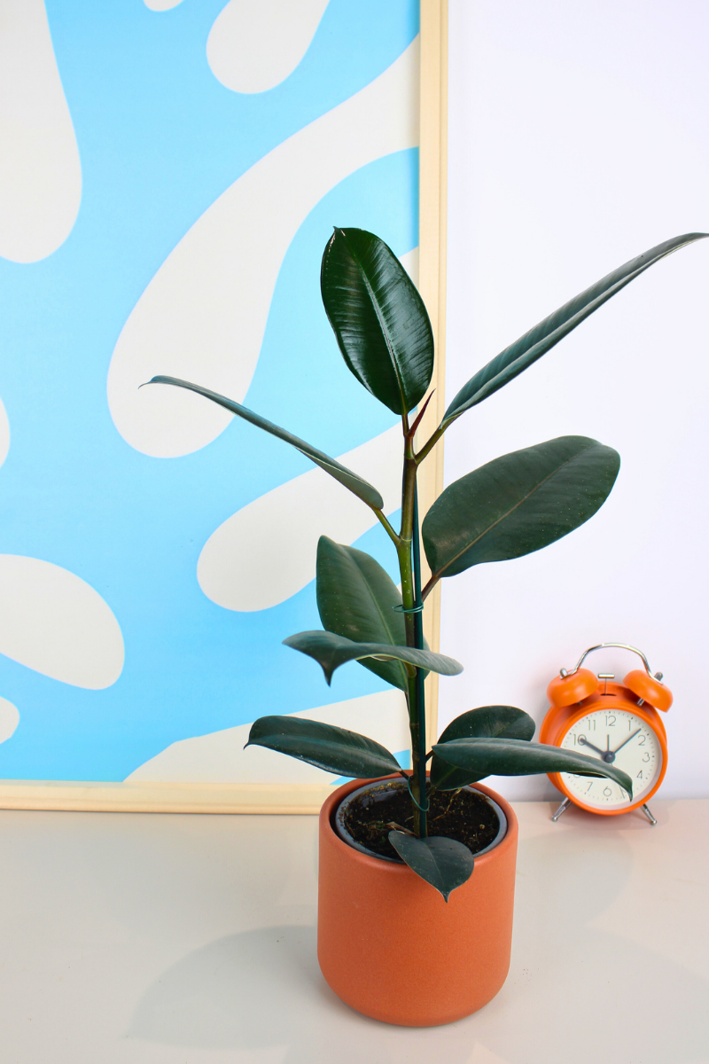 Abidjan Rubber Plant