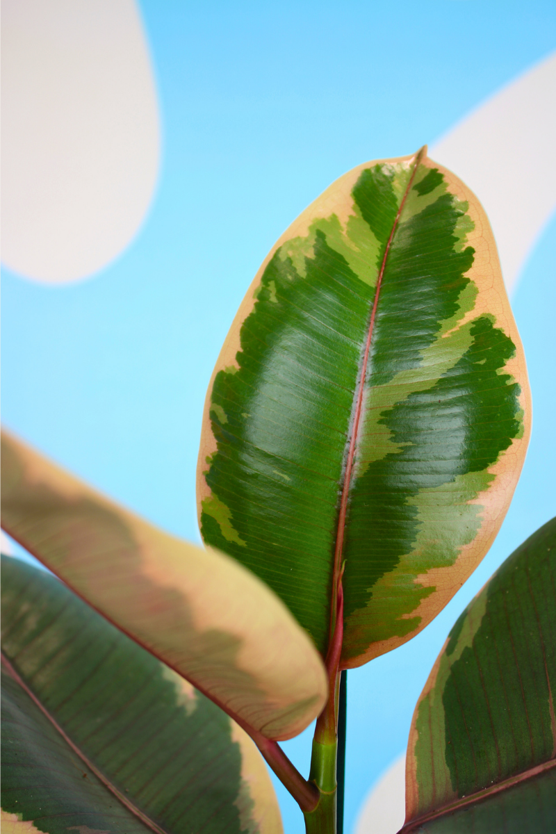 Belize Rubber Plant