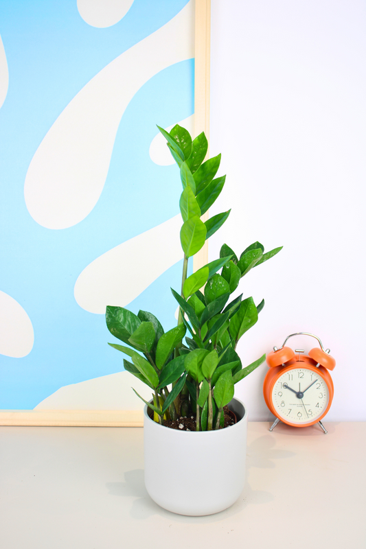 ZZ Plant