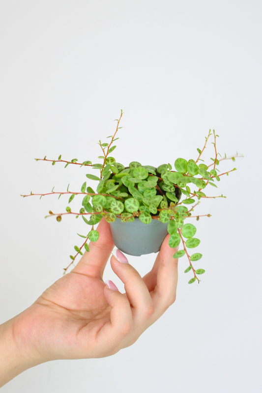 Lil String of Turtles