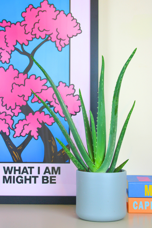 Aloe Vera