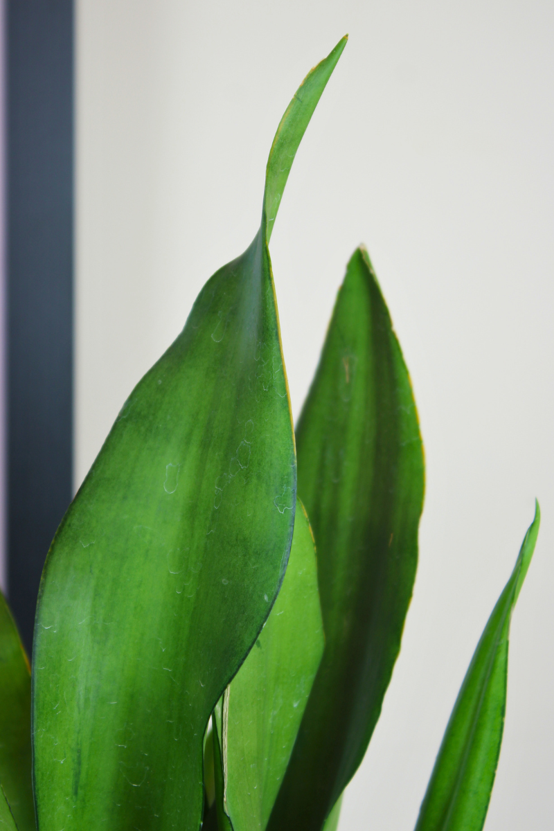 Moonshine Snake plant