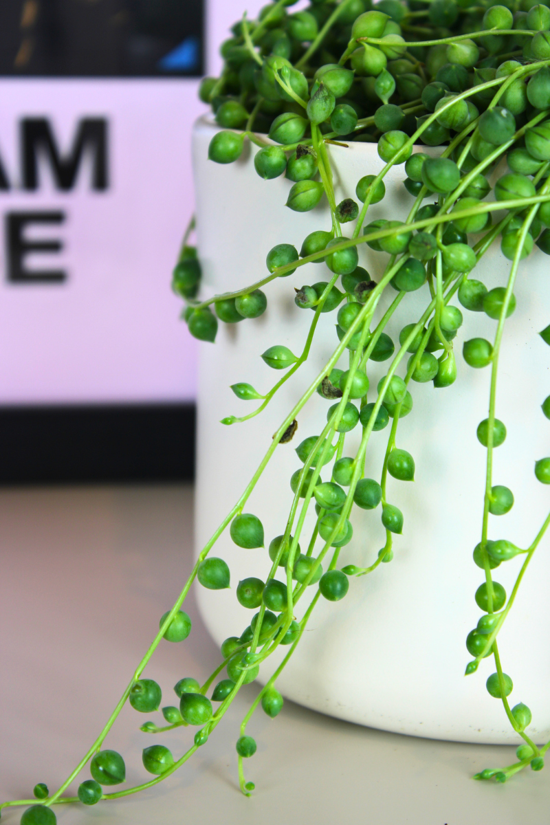 String of Pearls