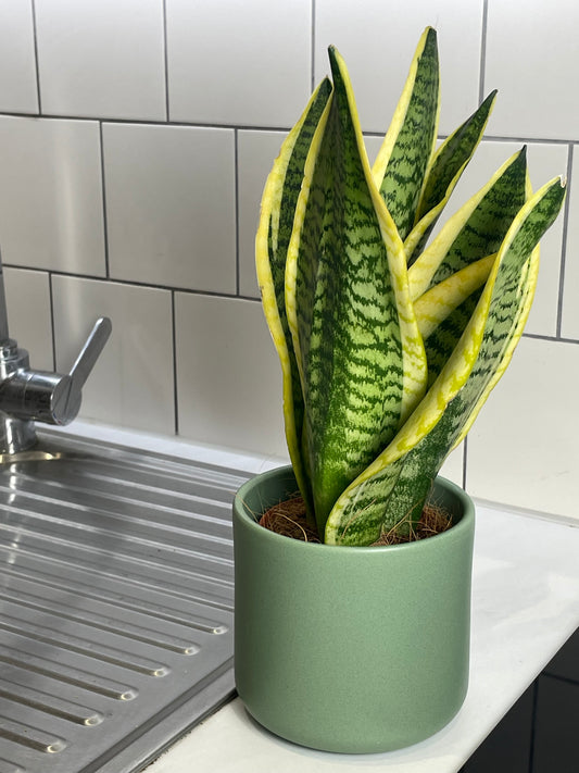 Snake Plant