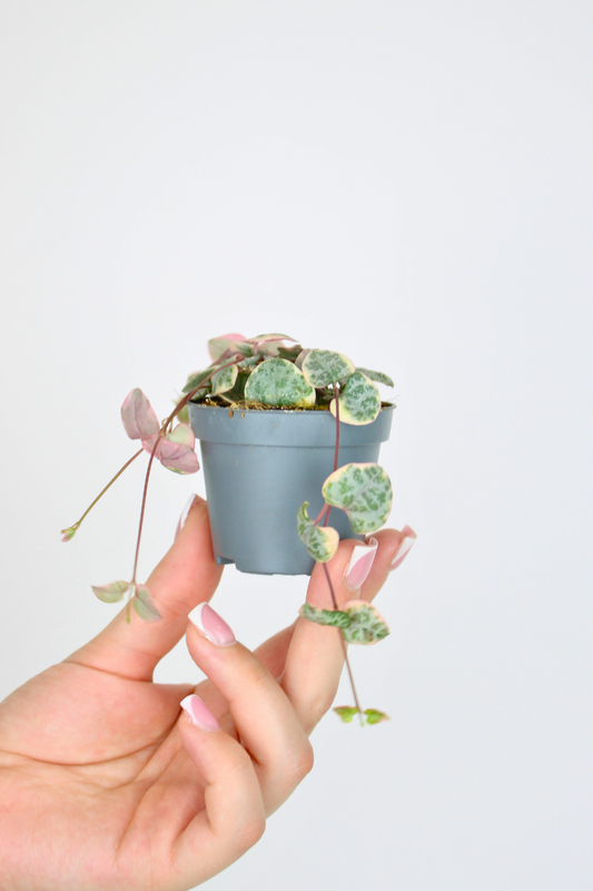 Lil String of Hearts