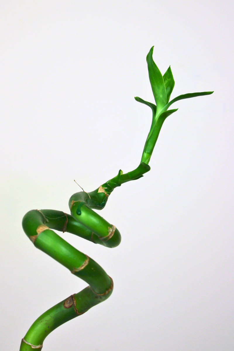 Lucky Bamboo