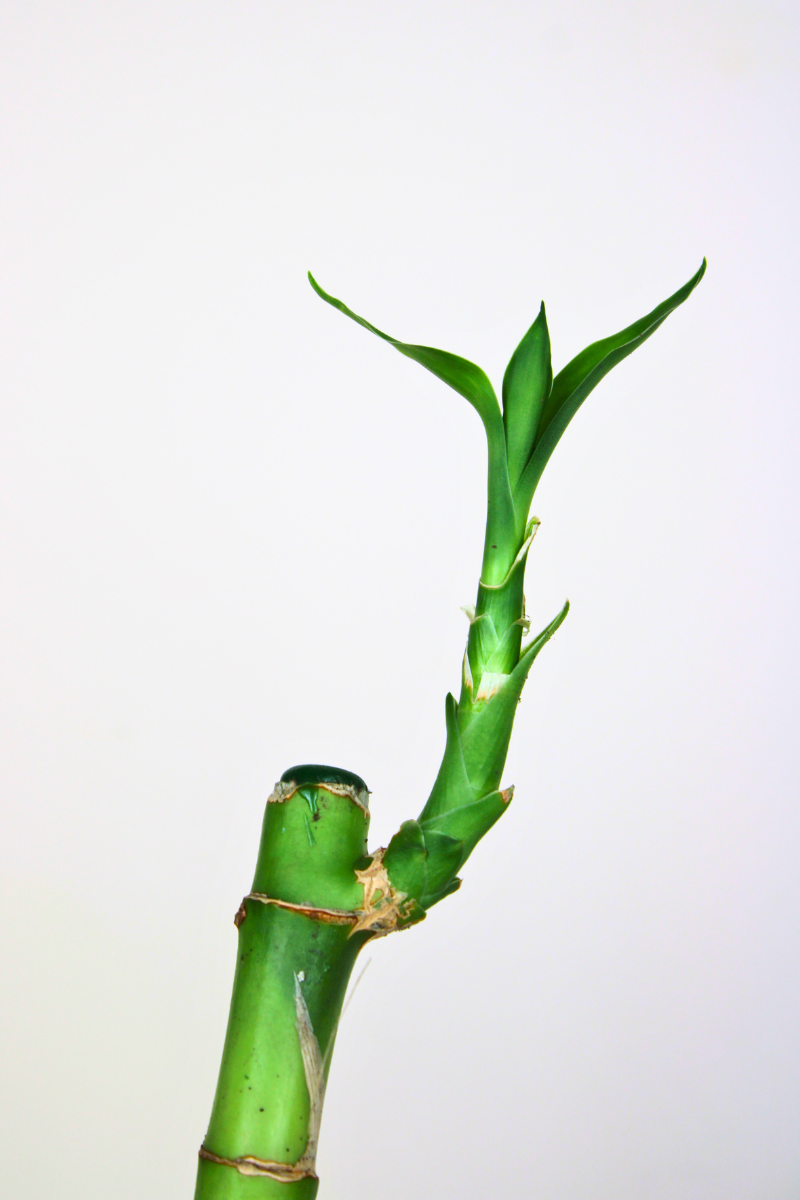 Lucky Bamboo