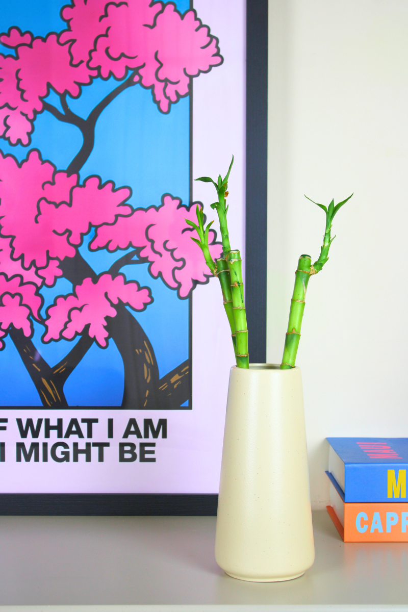 Lucky Bamboo