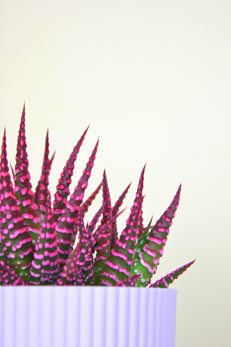 Haworthia Pink