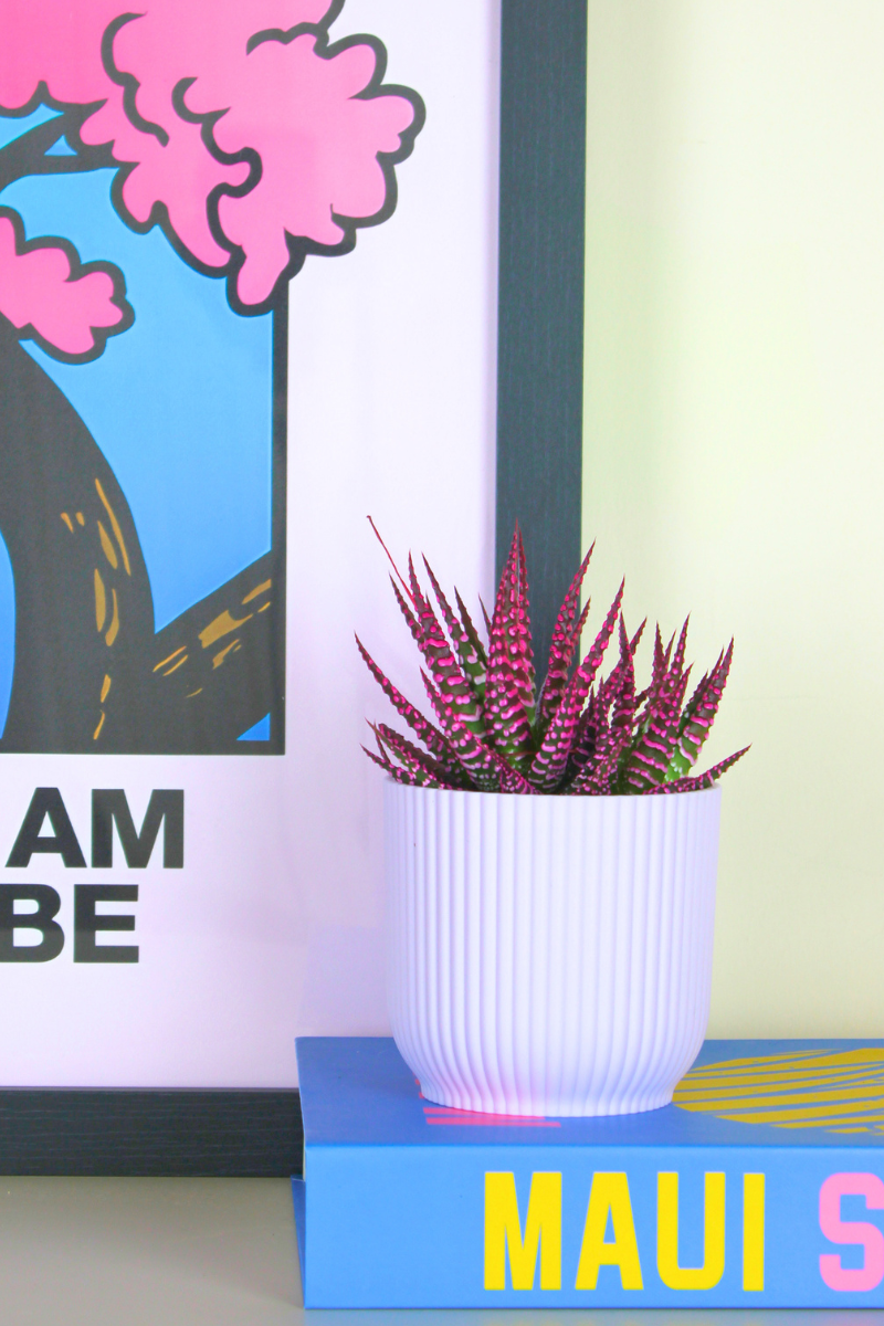 Haworthia Pink