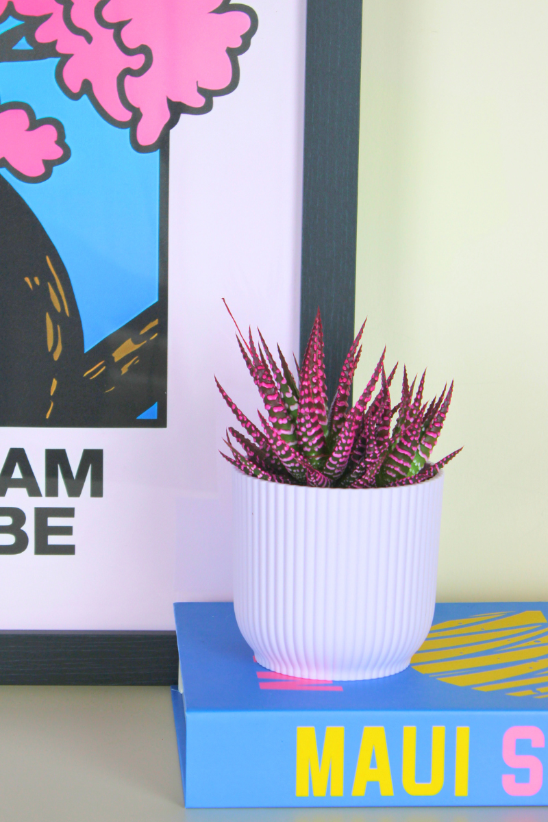Haworthia Pink