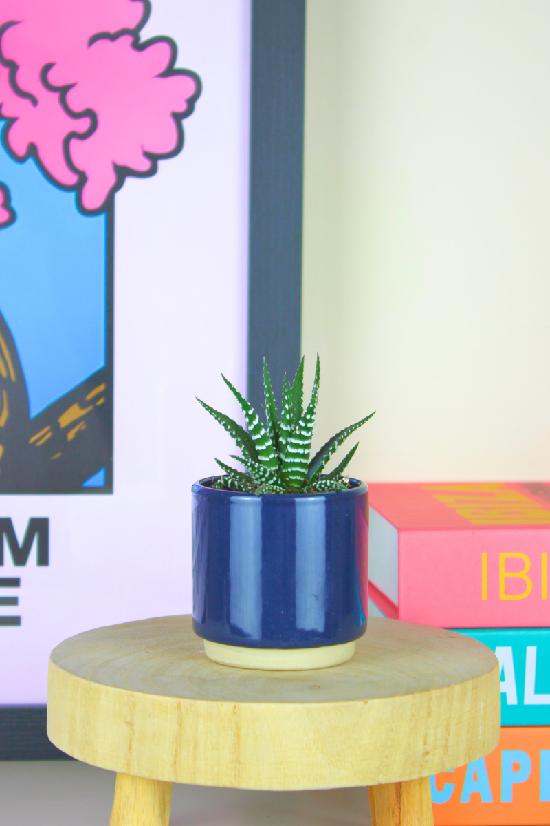 Lil Haworthia Stripe