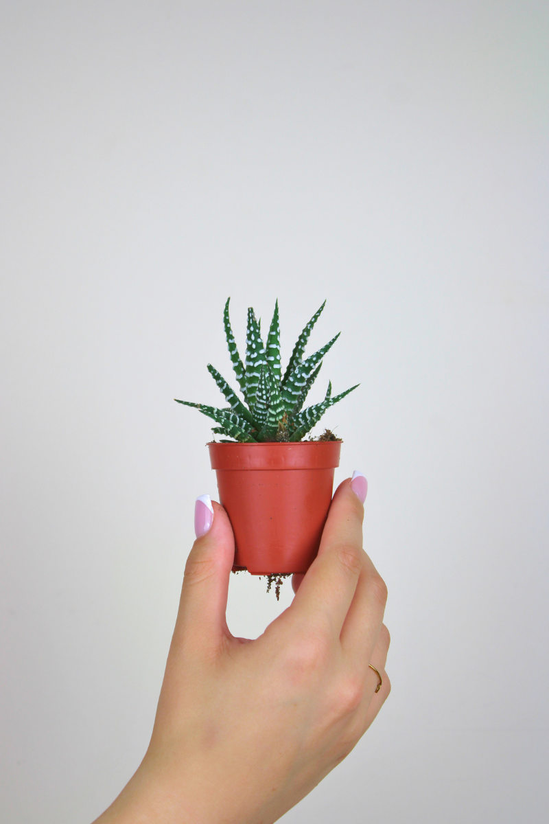 Lil Haworthia Stripe