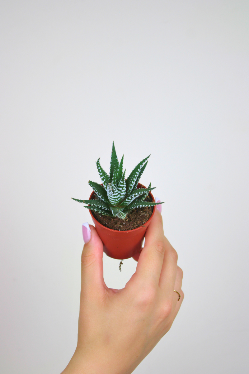 Lil Haworthia Stripe