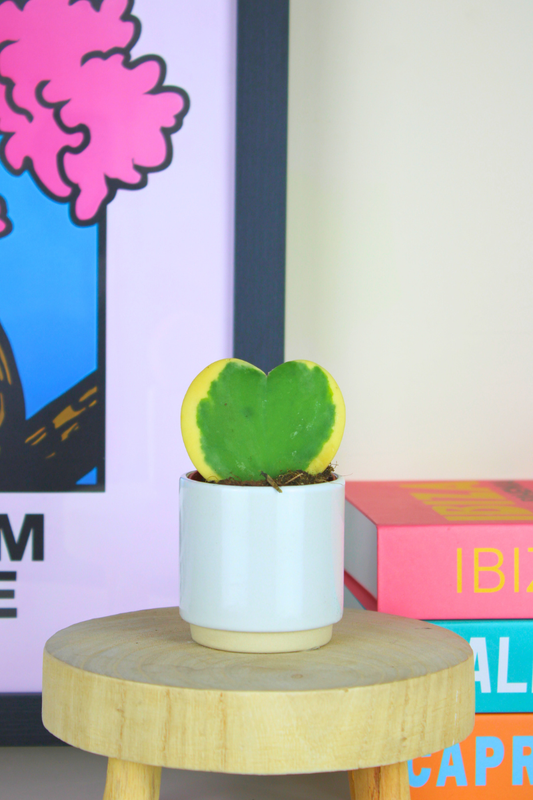 Lil Sweetheart Variegated