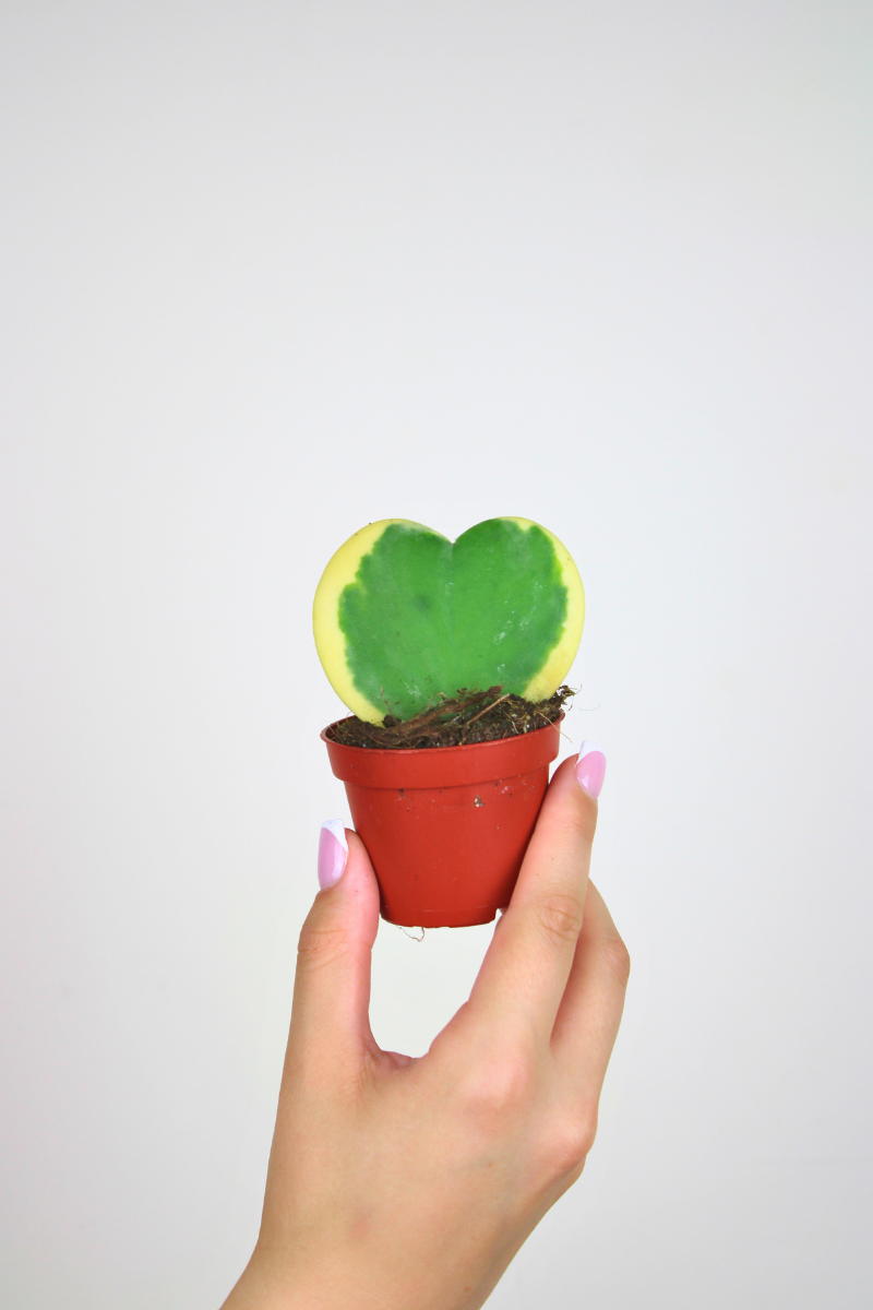 Lil Sweetheart Variegated
