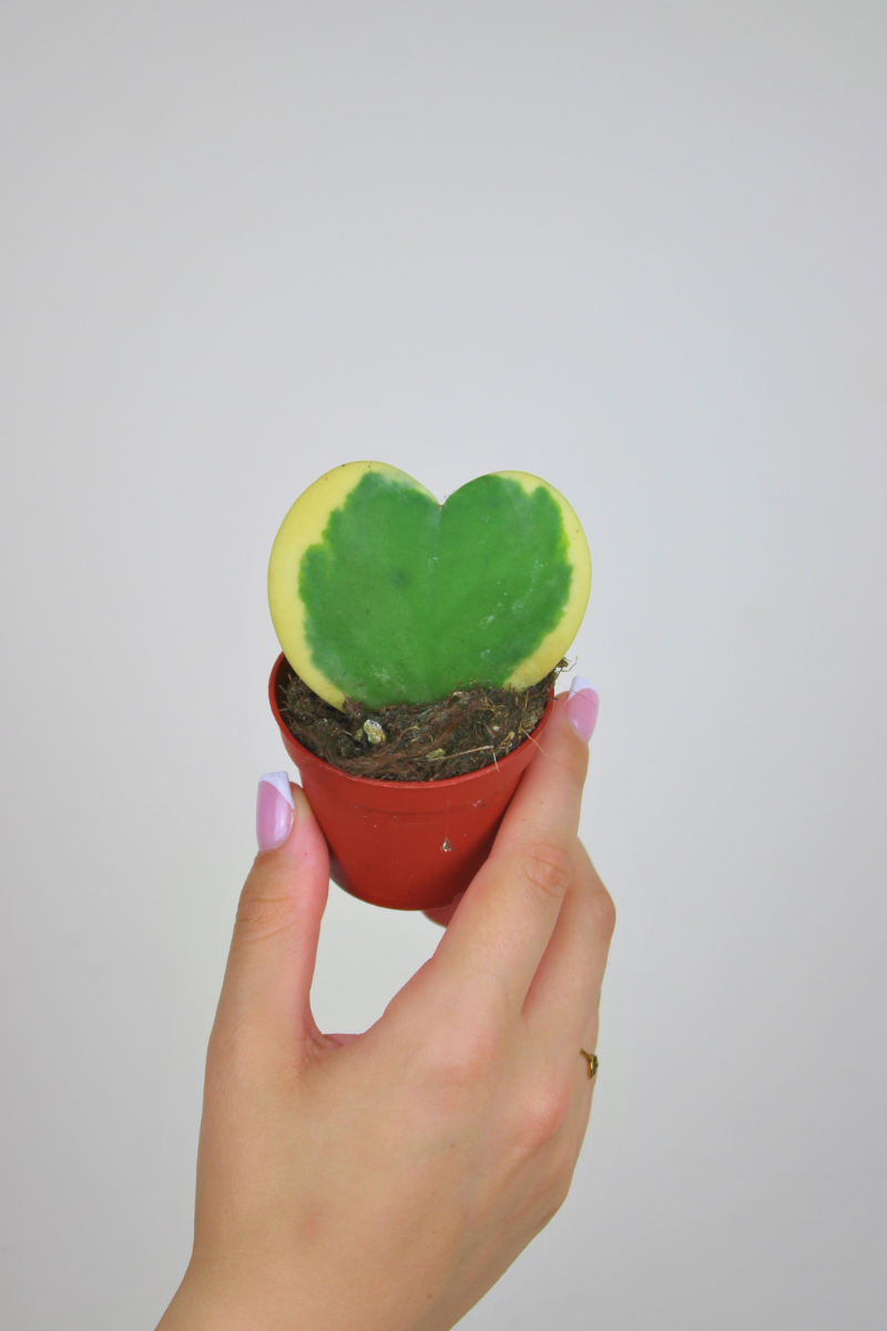 Lil Sweetheart Variegated