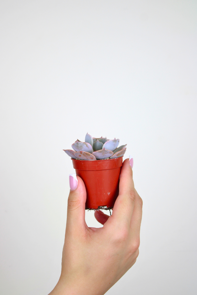 Lil Topsy Turvy