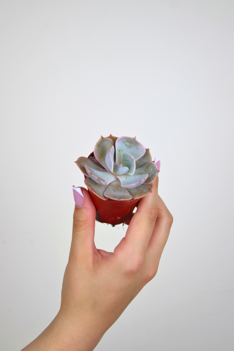 Lil Topsy Turvy
