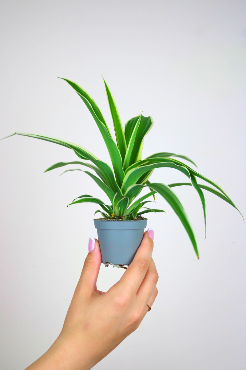 Lil Spider Plant