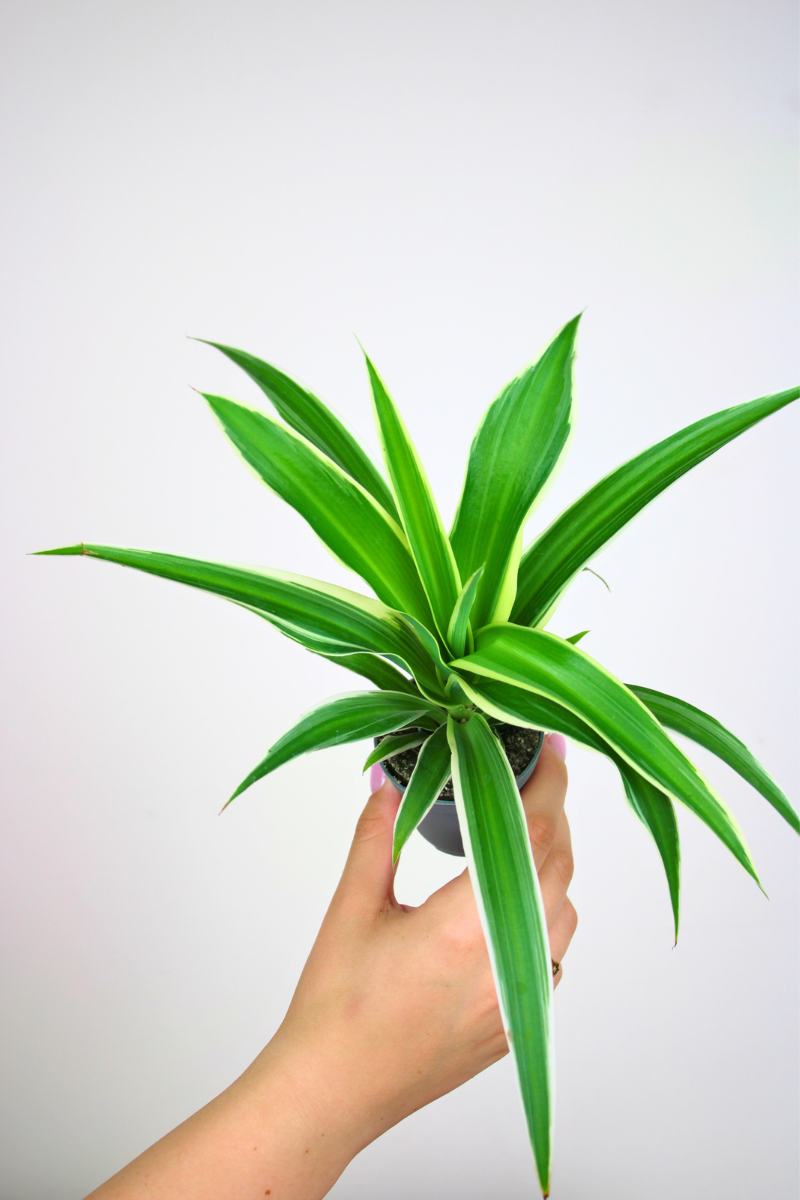 Lil Spider Plant