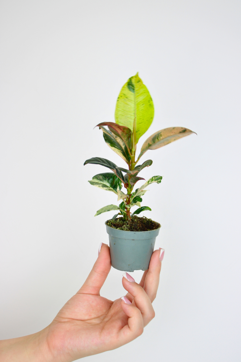 rubber tree moonshine Lil Moonshine Rubber Plant – Zelen