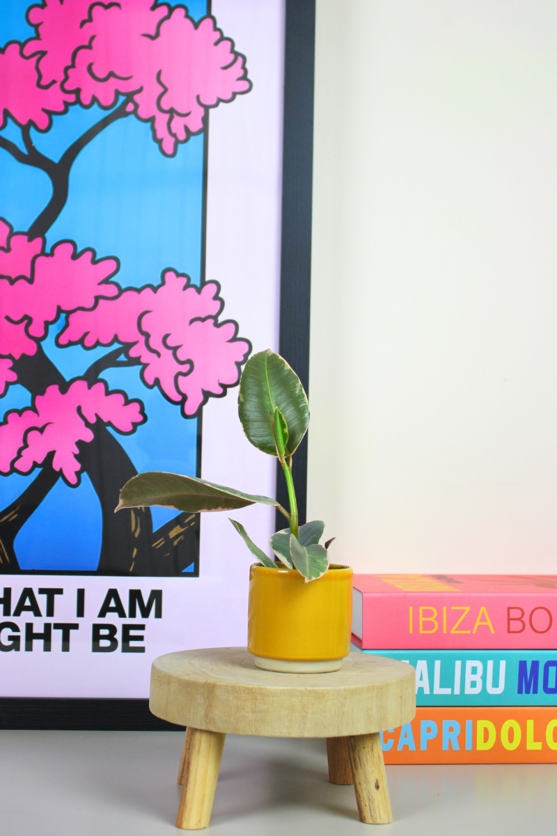 Lil Rubber Tineke Plant