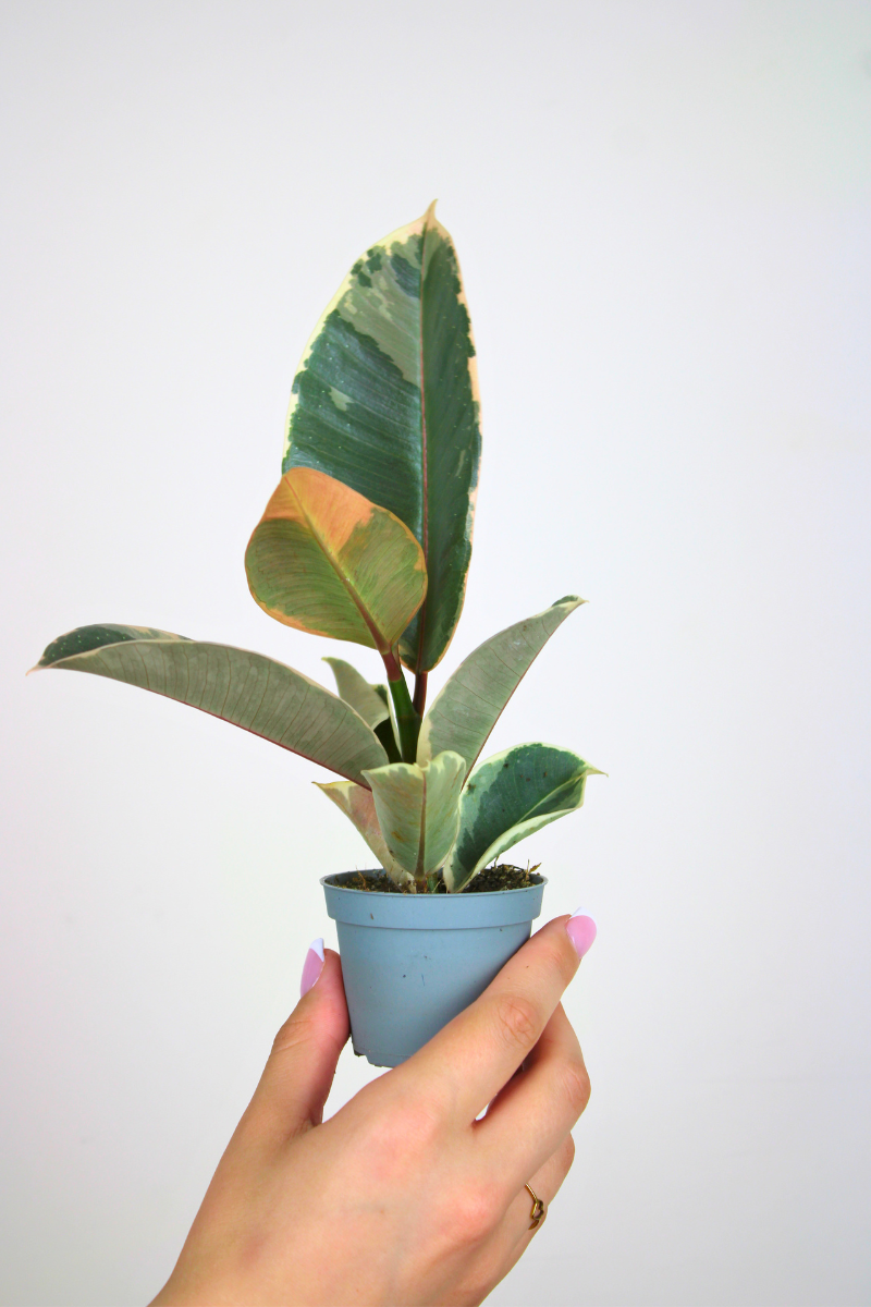 Lil Rubber Tineke Plant
