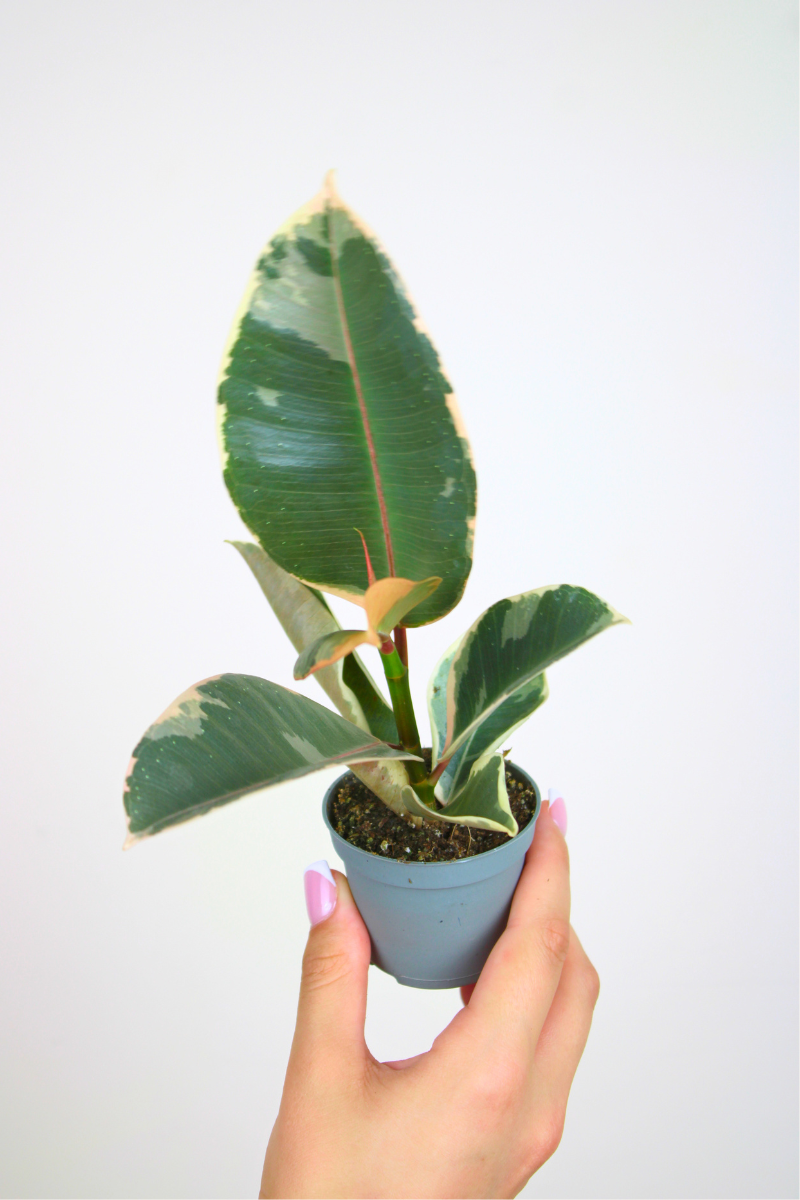Lil Rubber Tineke Plant