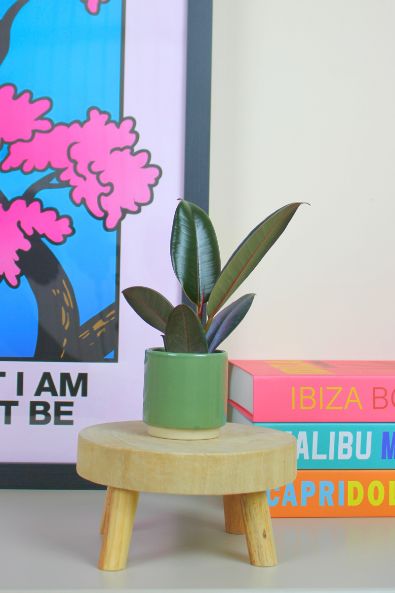 Lil Rubber Plant